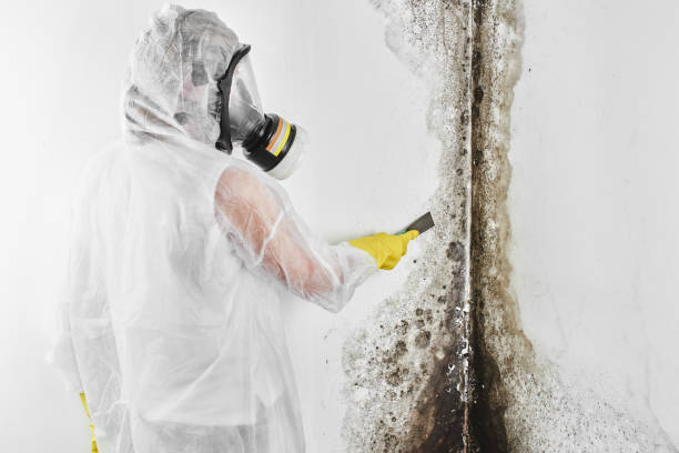 Best Black Mold Removal  in Holley, NY