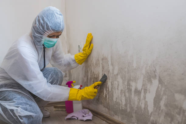 Best Local Mold Removal Service  in Holley, NY