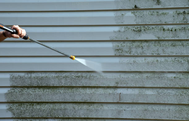 Best Local Mold Removal Service  in Holley, NY