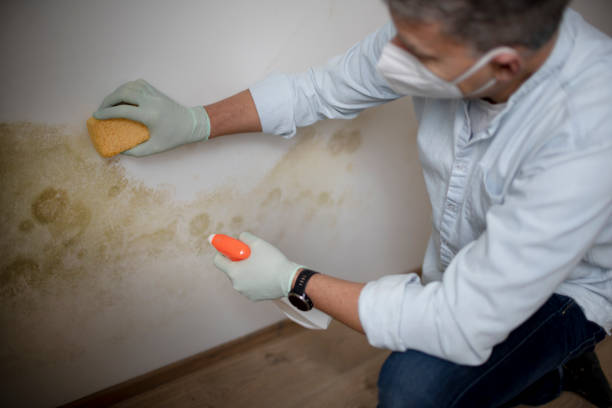 Best Affordable Mold Removal  in Holley, NY
