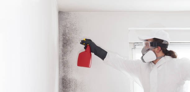 Best Mold Removal Near Me  in Holley, NY
