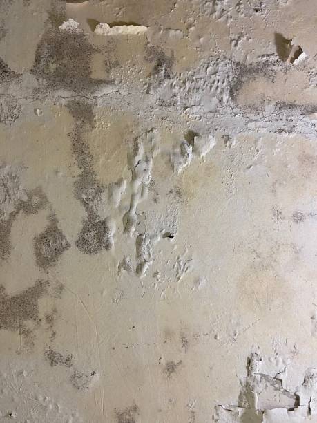 Best Certified Mold Removal  in Holley, NY