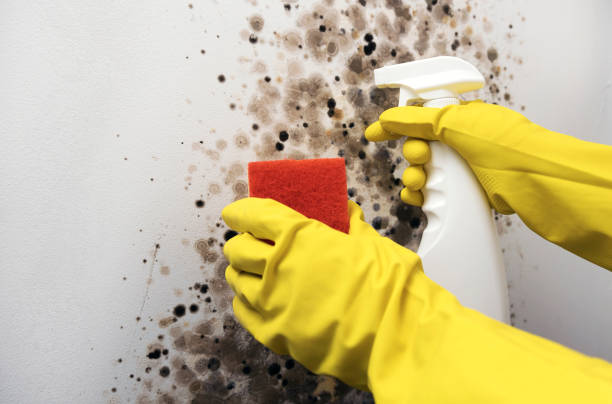 Best Mold Remediation Services  in Holley, NY