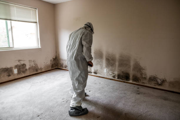 Attic Mold Removal in Holley, NY