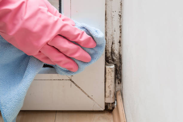 Best Mold Testing  in Holley, NY