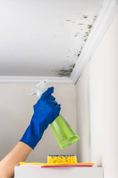 Best Office Mold Removal Services  in Holley, NY