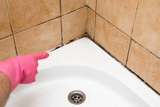 Home Mold Removal in Holley, NY